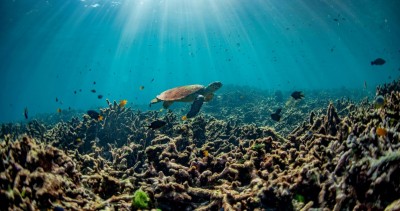 Kem Chống Nắng Của Bạn Có Thể Phá Hủy Rạn San Hô