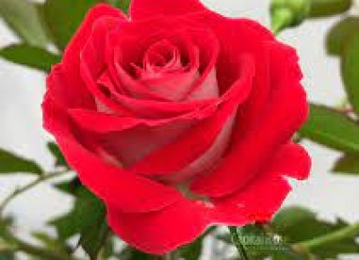 Hoa Hồng Cao Bằng