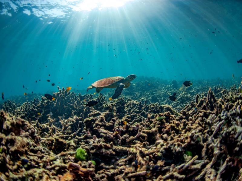 Kem Chống Nắng Của Bạn Có Thể Phá Hủy Rạn San Hô