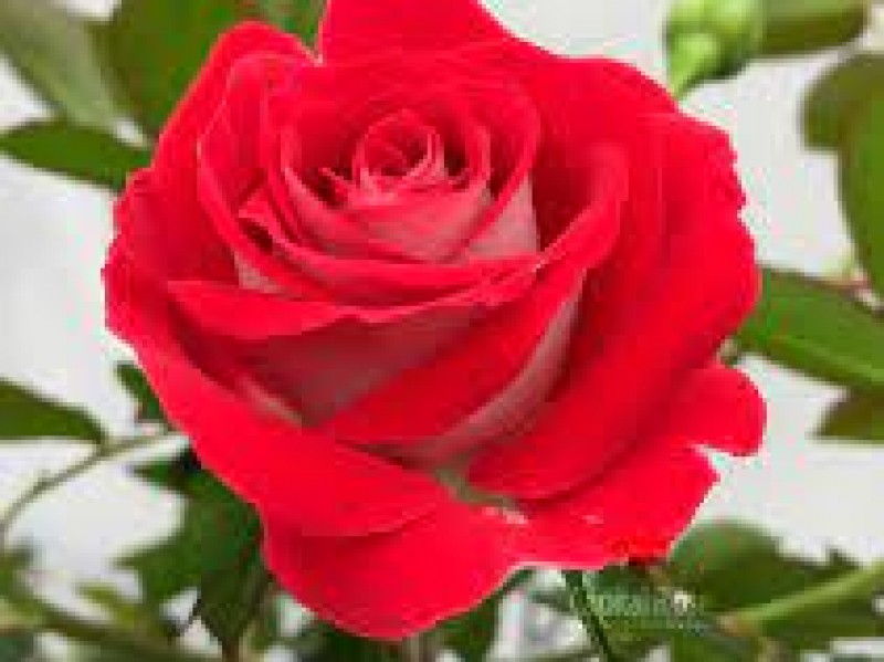 Hoa Hồng Cao Bằng