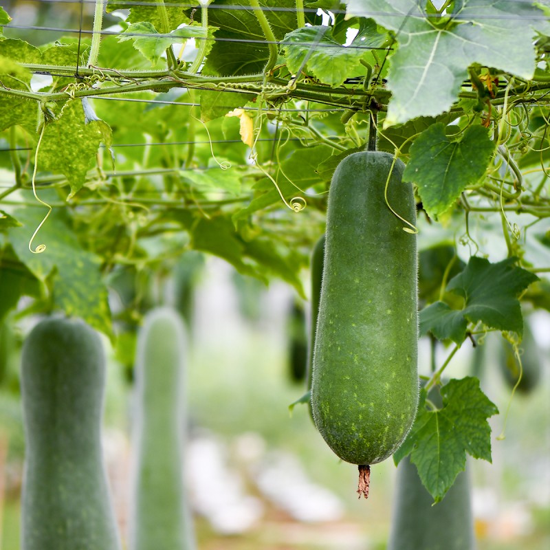 Gel bí đao rửa mặt 140ml