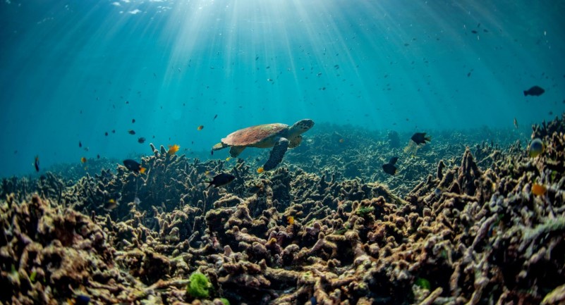 Kem Chống Nắng Của Bạn Có Thể Phá Hủy Rạn San Hô