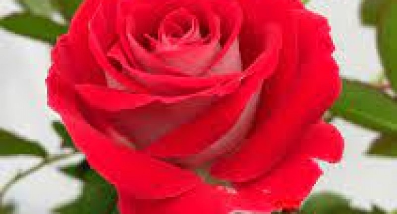 Hoa Hồng Cao Bằng